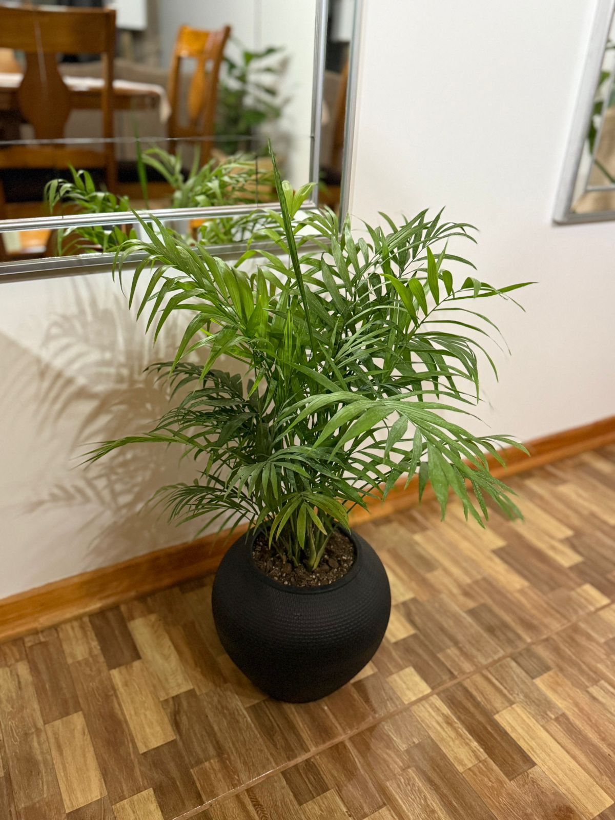 Chamaedorea Elegans L