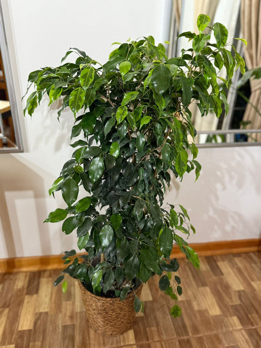 Ficus Benjamina L