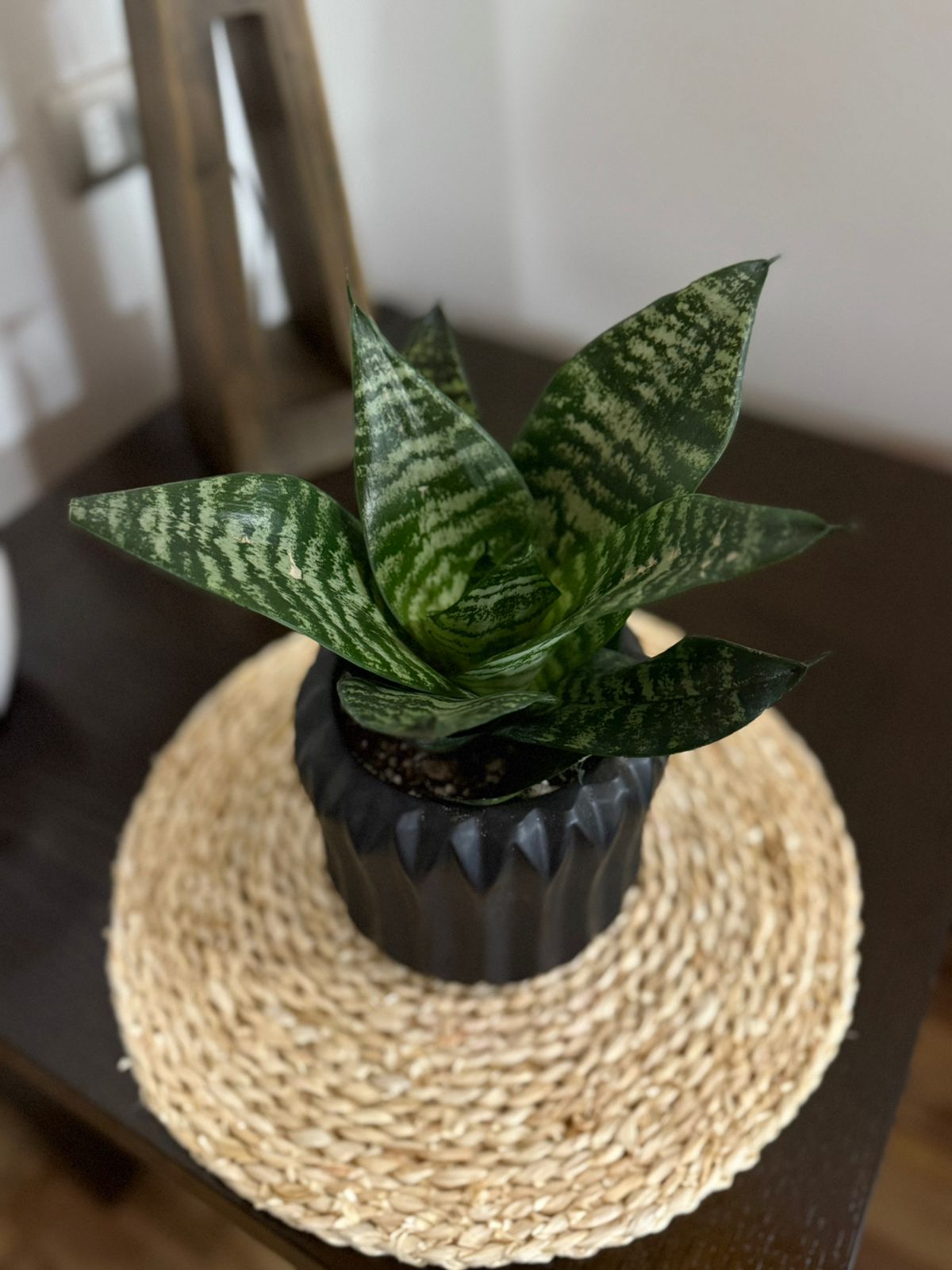 Sansevieria Compacta – “Lengua de Suegra” versión mini