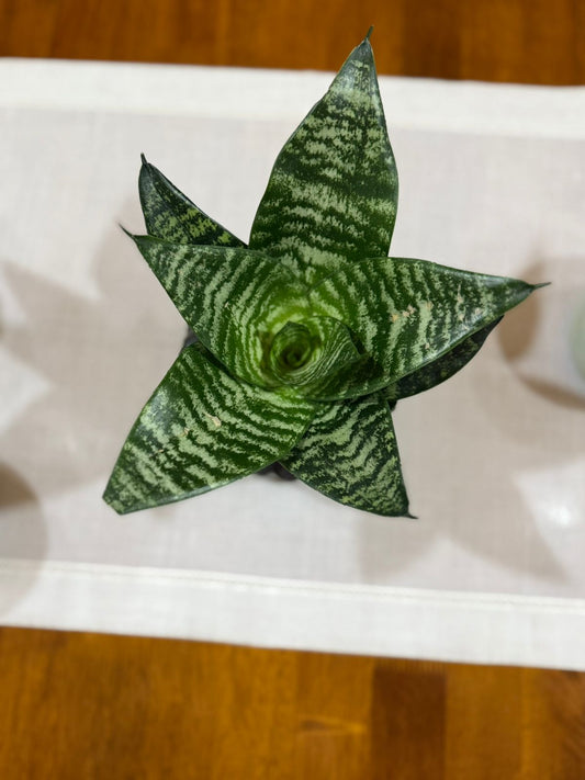 Sansevieria Compacta – “Lengua de Suegra” versión mini