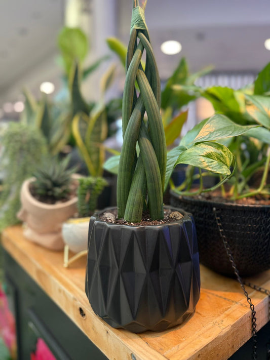Sansevieria Tubular trenzada