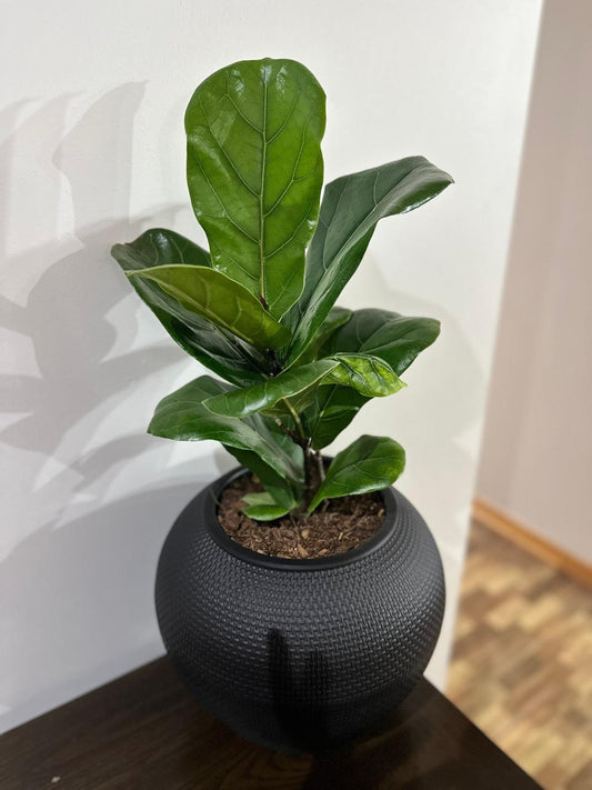 Ficus Lyrata
