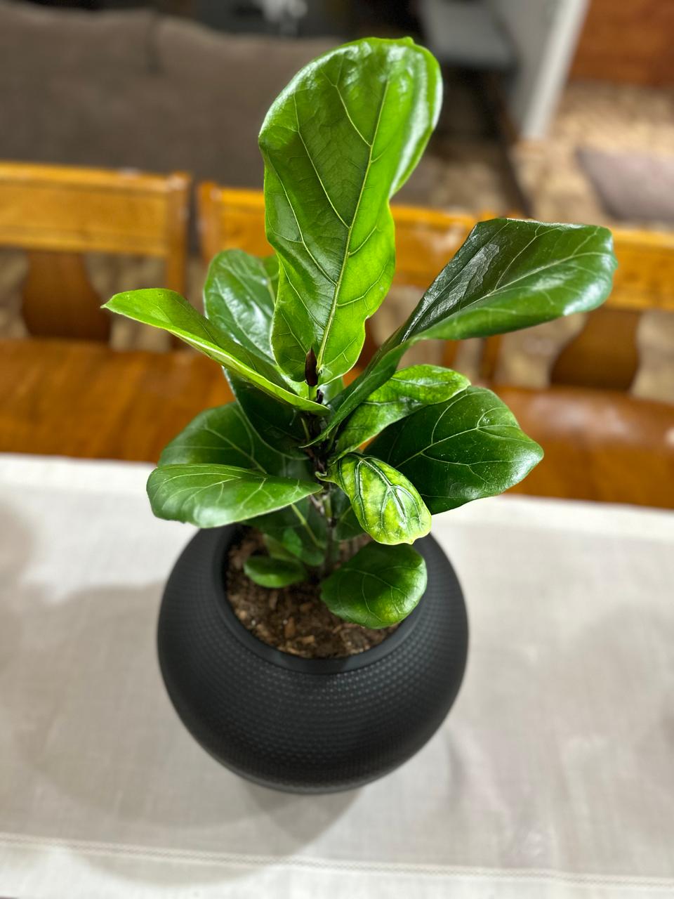 Ficus Lyrata
