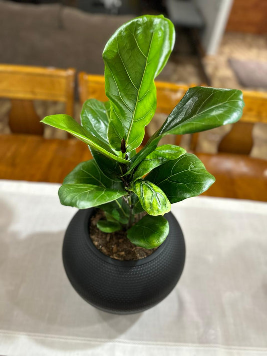 Ficus Lyrata