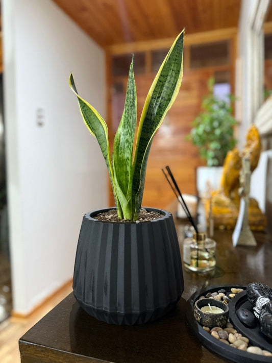 Sansevieria Superba