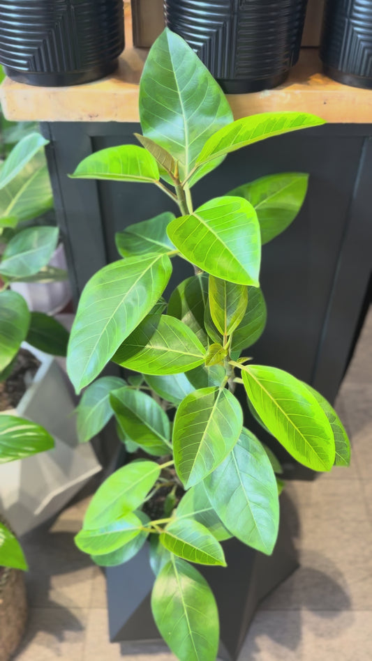 Ficus Altísima XL