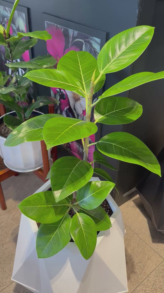 Macetero Sequoia White